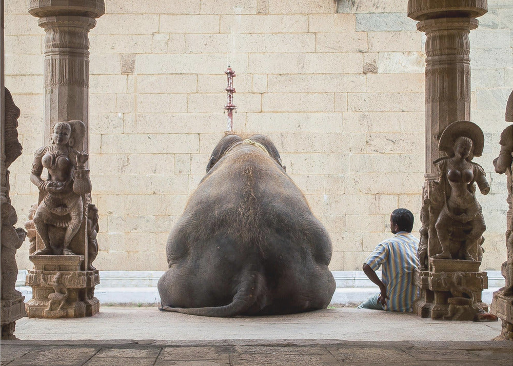 De Olifant en zijn Mahot | Canvas