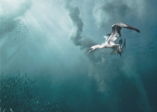 duiker | Poster