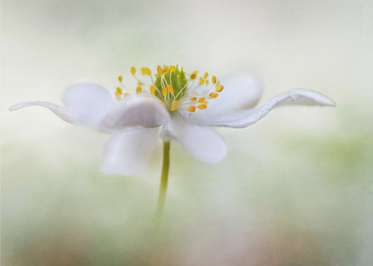 Nemorosa* | Canvas