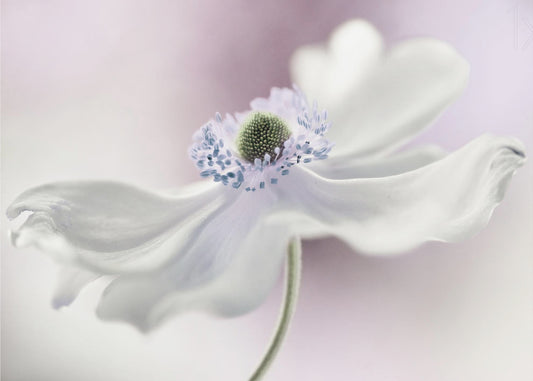 Anemoonbries | Canvas