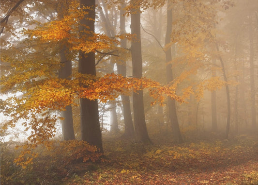 Rand van het bos | Poster