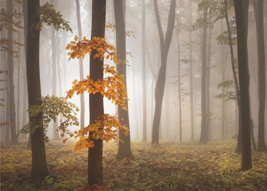 In novemberlicht | Poster