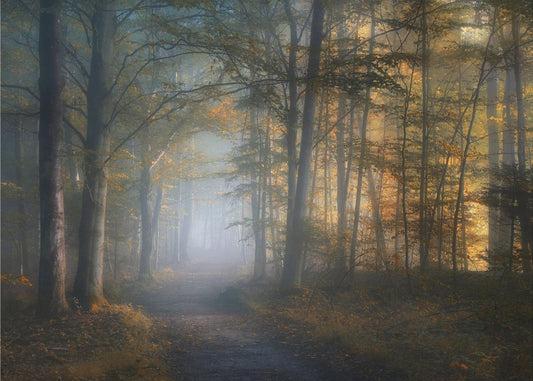 herfstsymfonie | Poster
