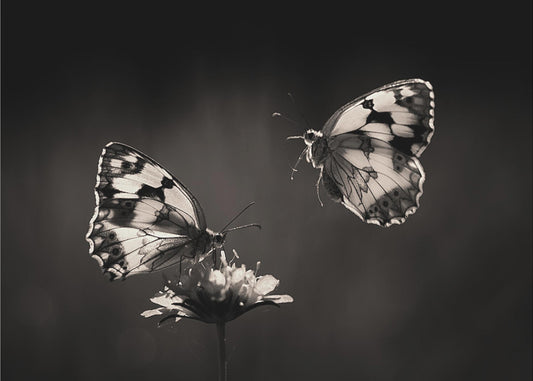 Noordelijk halfrond | Canvas