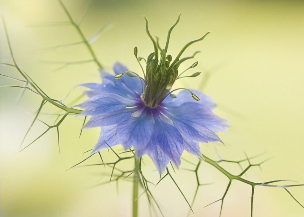 Nigella | Canvas