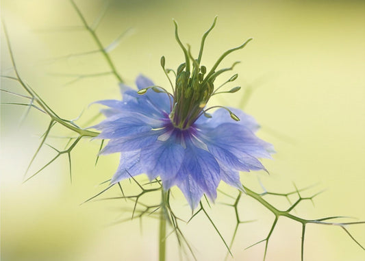 Nigella | Canvas