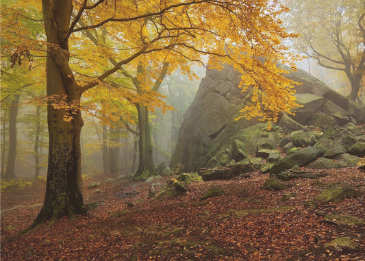 Herfstbos | Poster