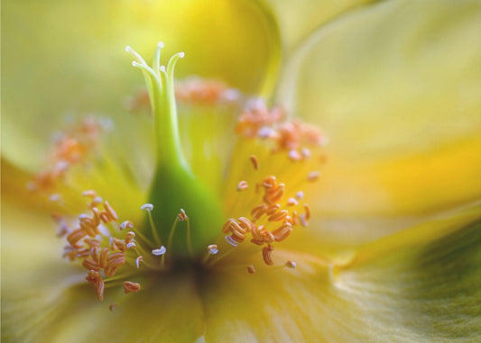 Hypericum | Canvas
