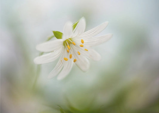Lente-steekkruid | Canvas