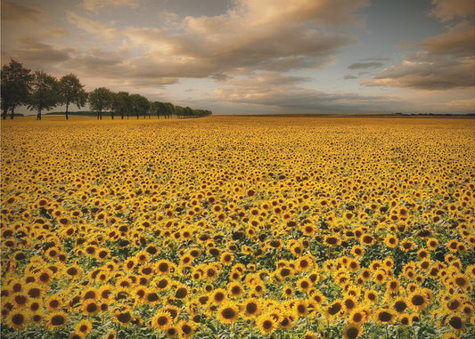 Zonnebloemen | Canvas