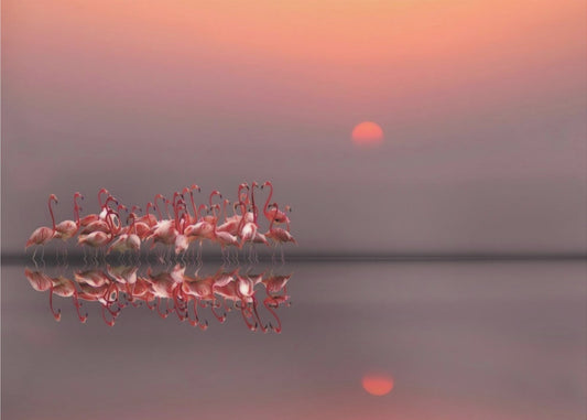 paarse zonsondergang | Poster