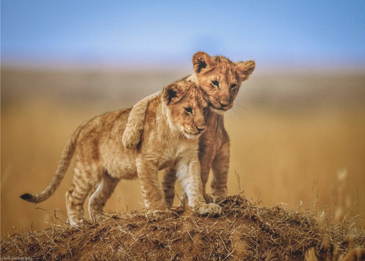 Broeders voor het Leven | Behang