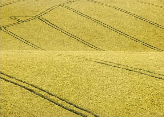 Veld #2 | Canvas