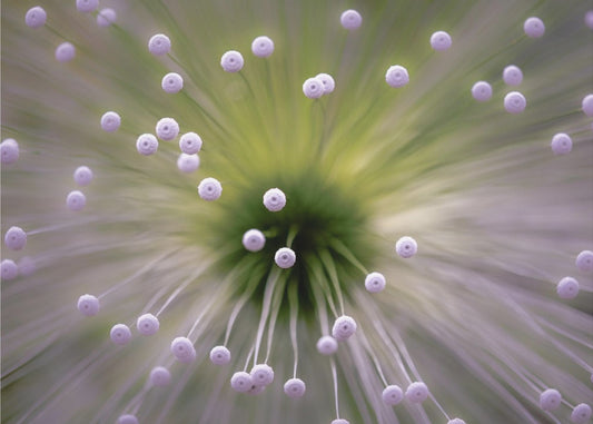 Groen en Wit II | Canvas