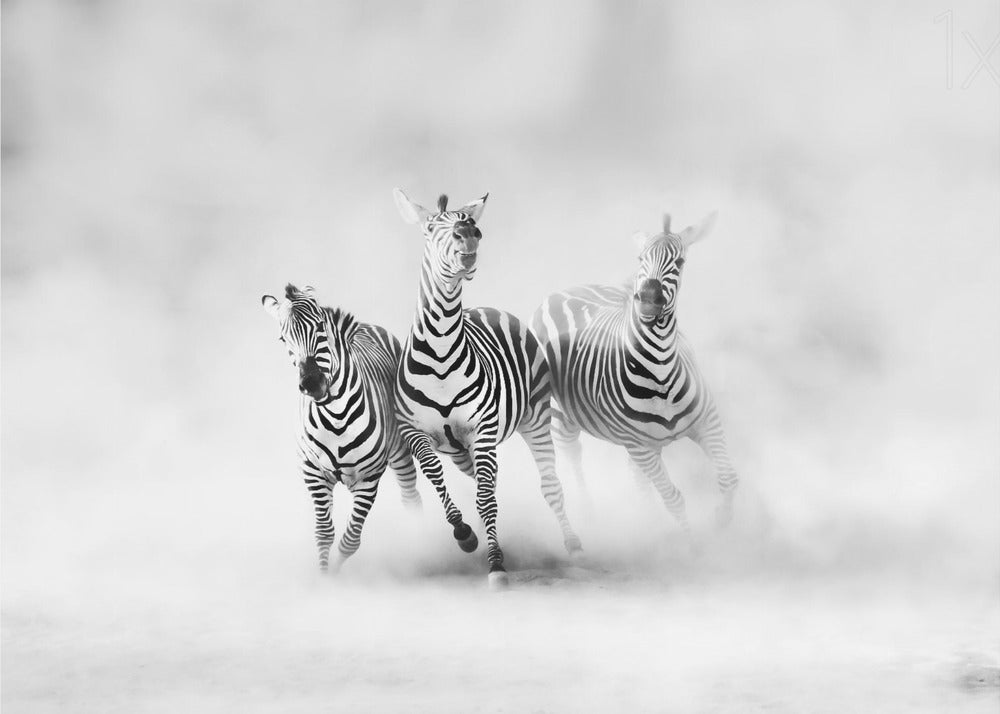 ZEBRAS | Behang