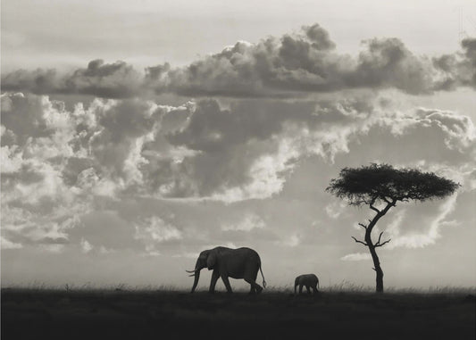 Silhouetten van Mara | Poster