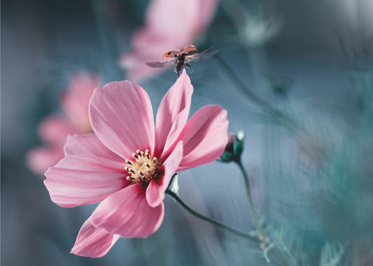Clair de Terre | Canvas