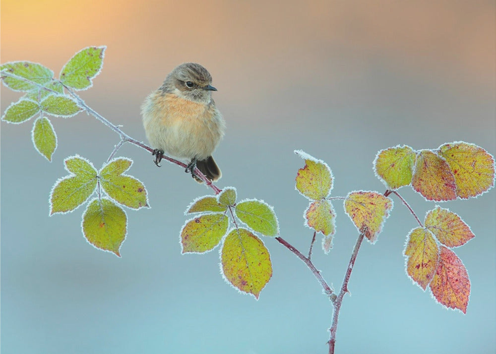 Winterkleuren | Behang