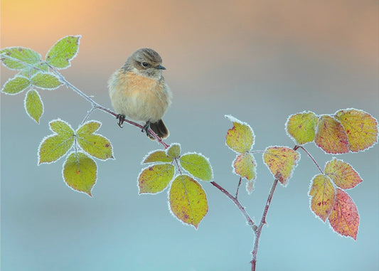 Winterkleuren | Behang
