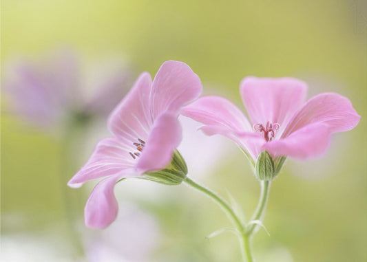 Roze Melodie | Canvas