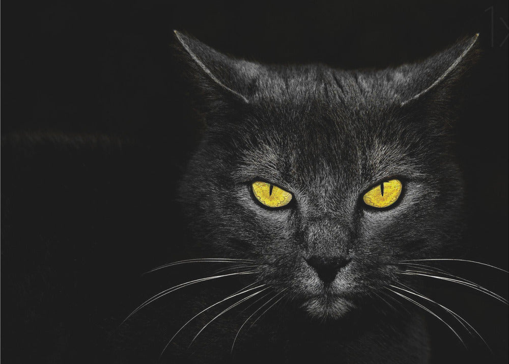 Zwarte kat | Canvas