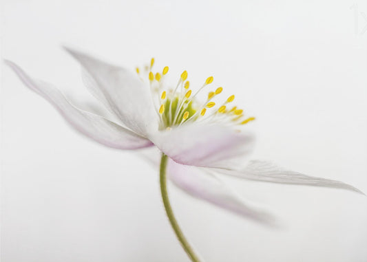 Nemorosa** | Canvas