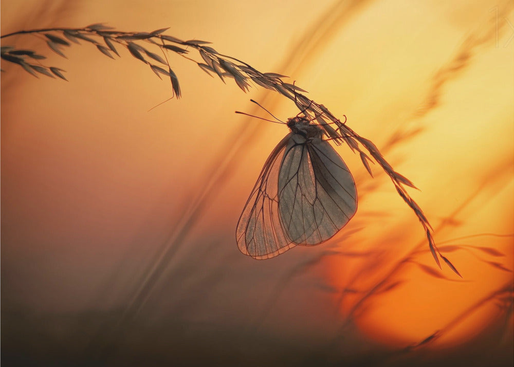 Goedenacht | Behang