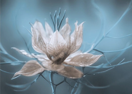 *Nigella* | Canvas