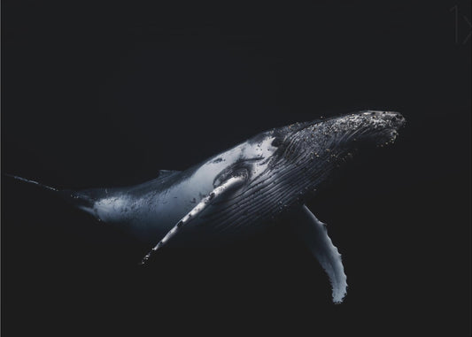 Zwart &amp; Walvis | Canvas