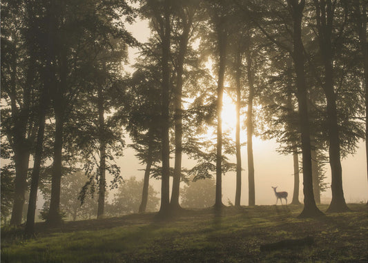 Deer in the morning mist. | Poster