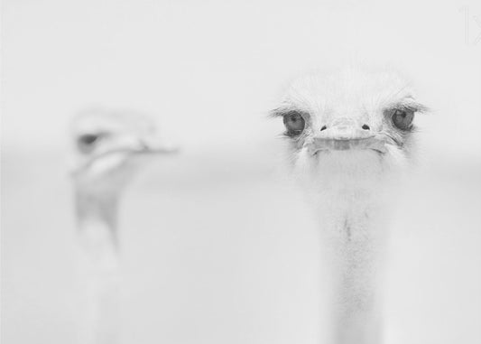 Grappige struisvogel | Canvas