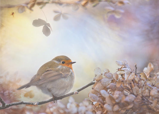 Robin over dromen | Poster
