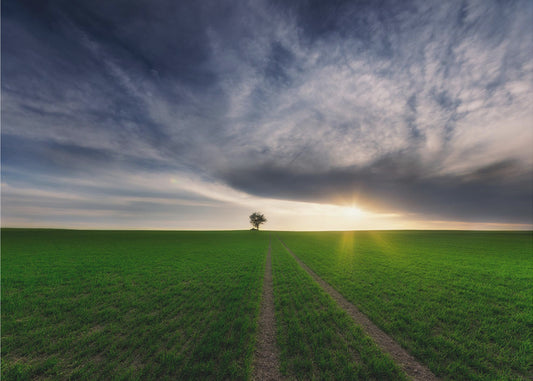 eenling in de zon | Canvas