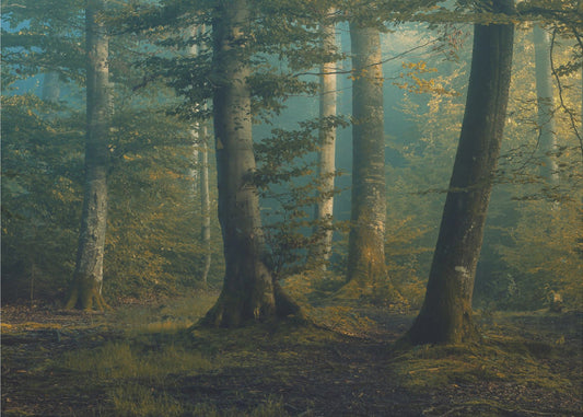 oktoberkleuren | Canvas