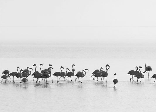 Flamingo's | Poster