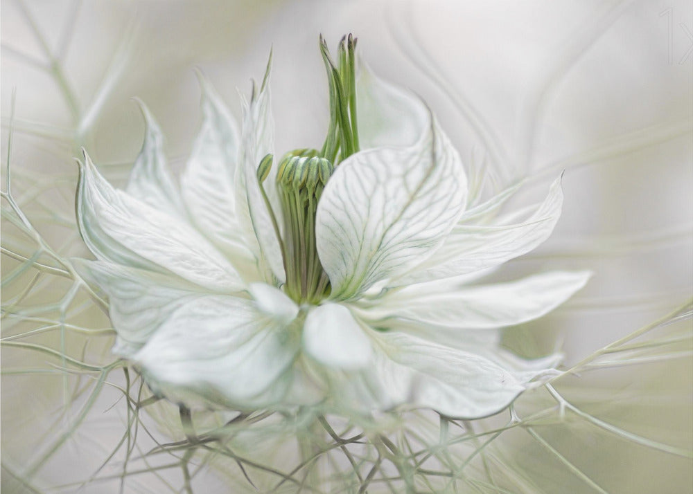 Nigella | Behang