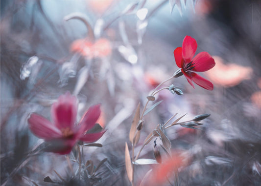 Een Fleur, een geschiedenis | Canvas