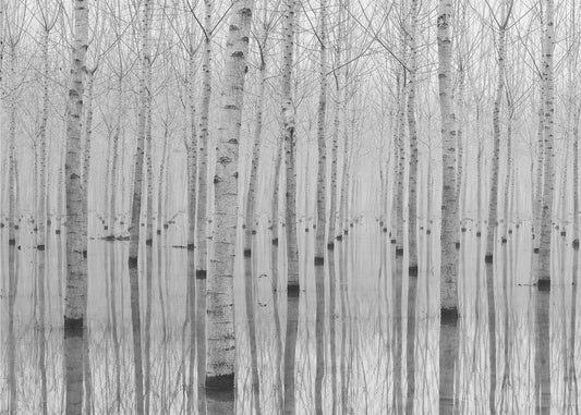 November 2014 | Achtergrond