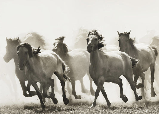 Paard | Canvas