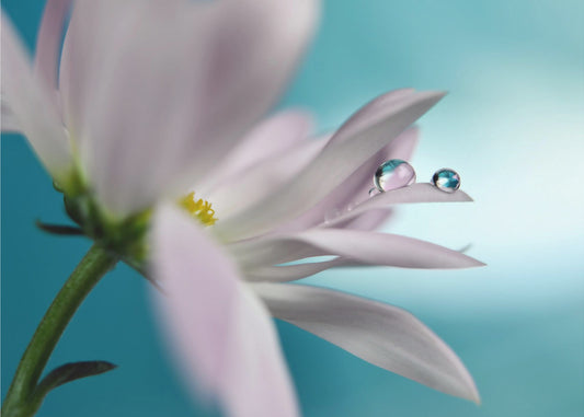 In turquoise Bedrijf | Canvas