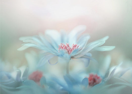 Fantasie | Canvas