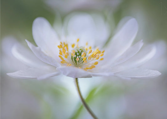 Nemorosa Nirvana | Canvas