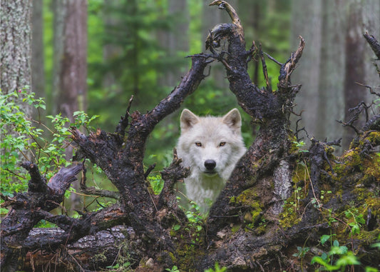Wolf | Canvas