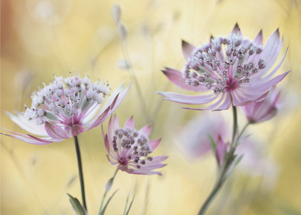 Astrantia Major | Achtergrond