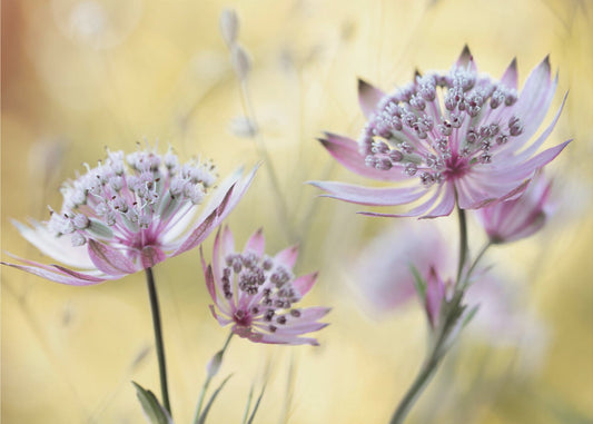 Astrantia Major | Achtergrond