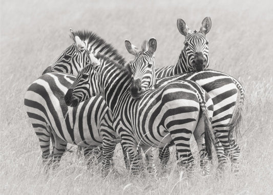 Zebra's | Poster