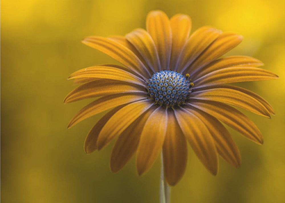Zonnebloem Daisy | Poster
