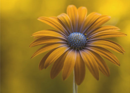 Zonnebloem Daisy | Poster