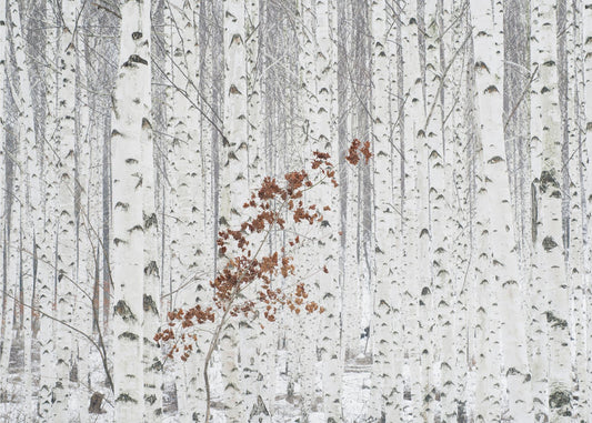 From White | Poster