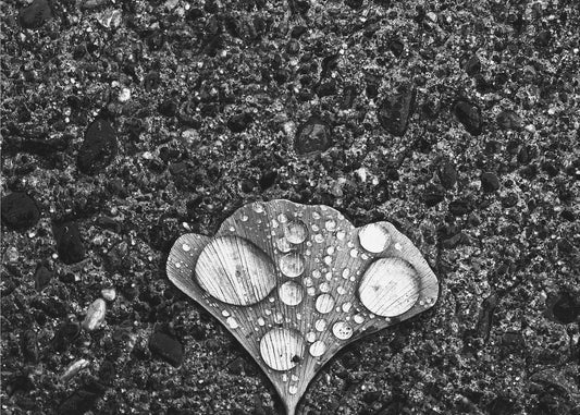 Dew | Wallpaper